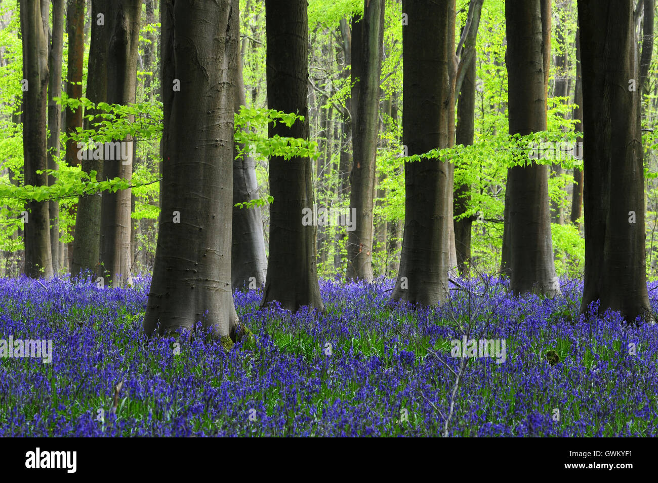 Bluebells à West Woods, Wiltshire, Royaume-Uni Banque D'Images