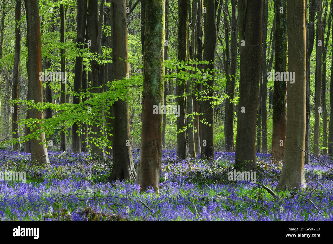 Hêtres et de jacinthes des bois de l'Ouest, Wiltshire, Royaume-Uni Banque D'Images