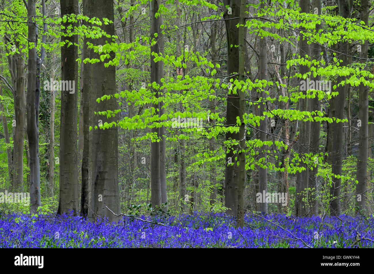 Bluebells à West Woods, Wiltshire, Royaume-Uni. Banque D'Images