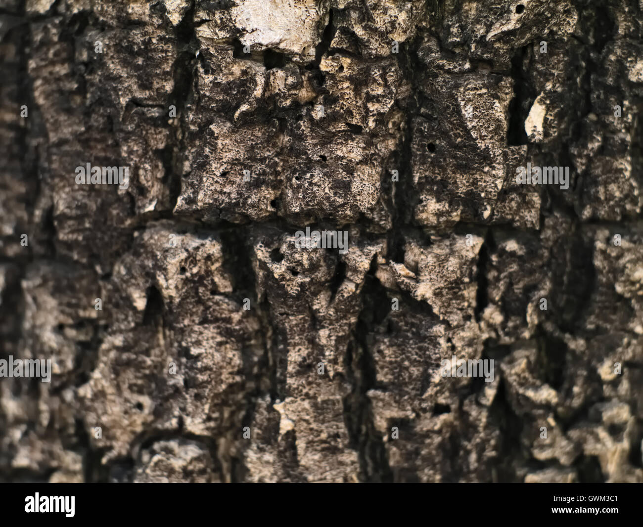 Vieil arbre texture Banque D'Images