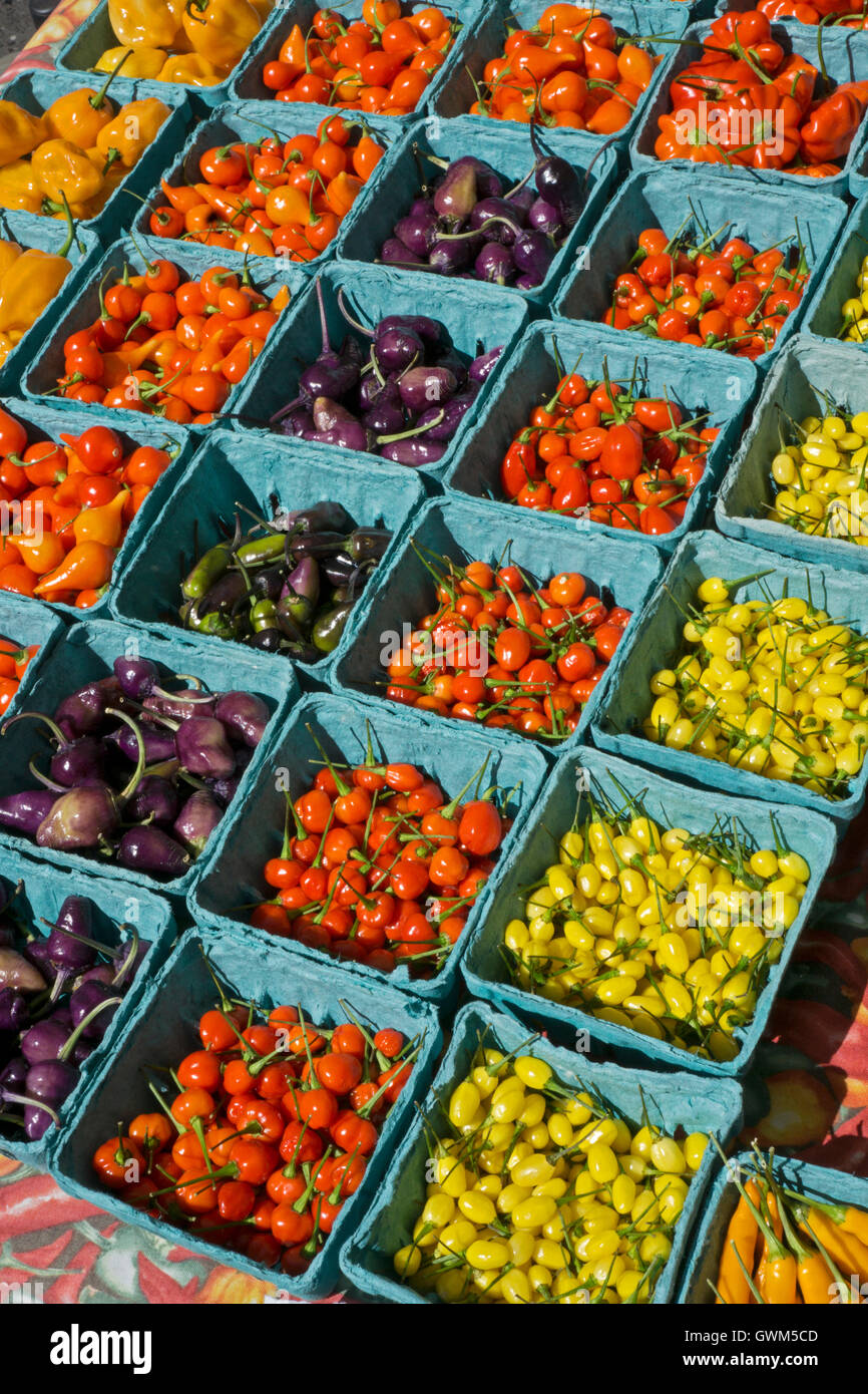 Un écran couleur de piment fort à la vente à l'Union Square Green Market à Manhattan, New York City. Banque D'Images