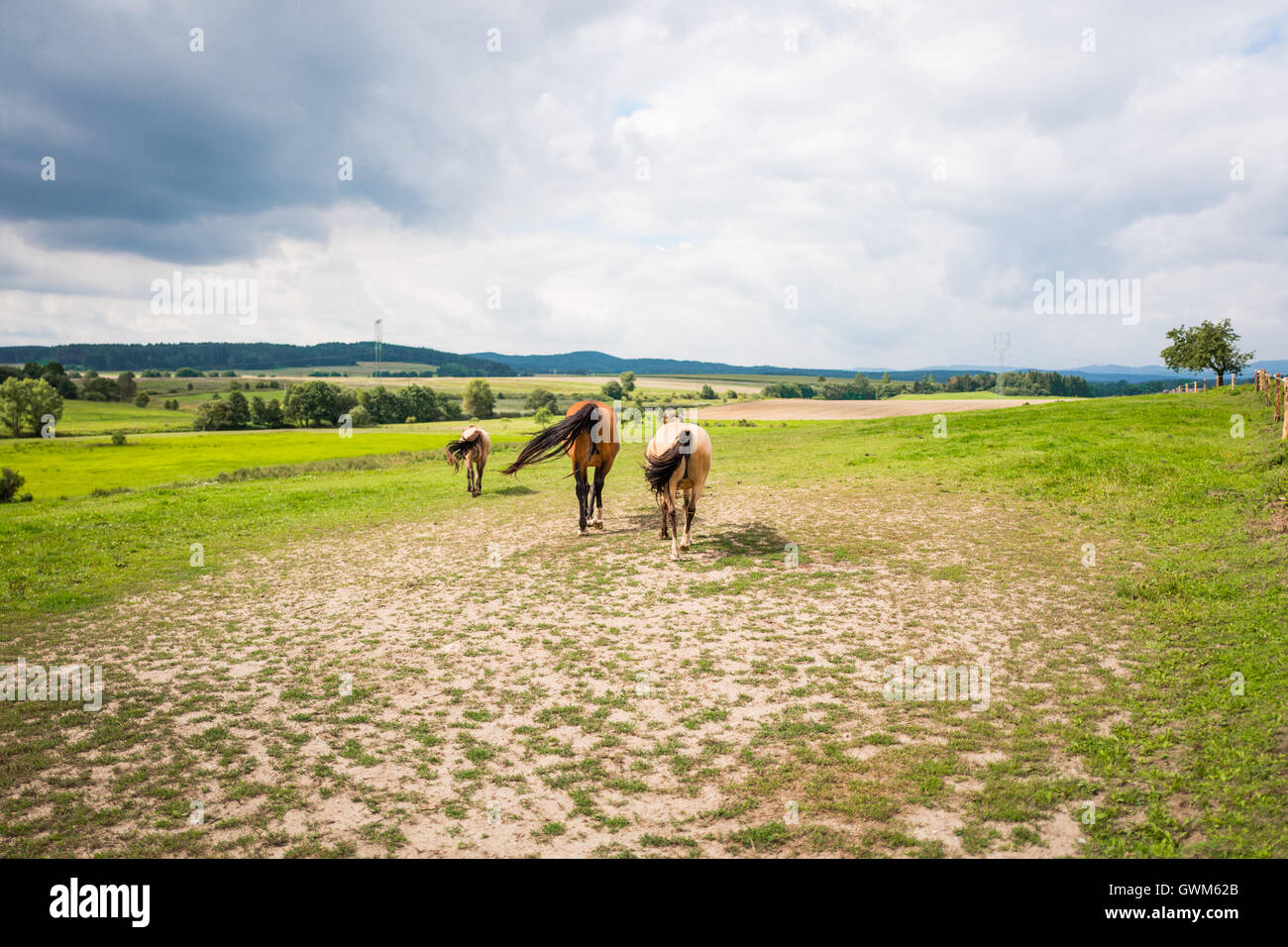 Chevaux d'aller à un pâturage Banque D'Images