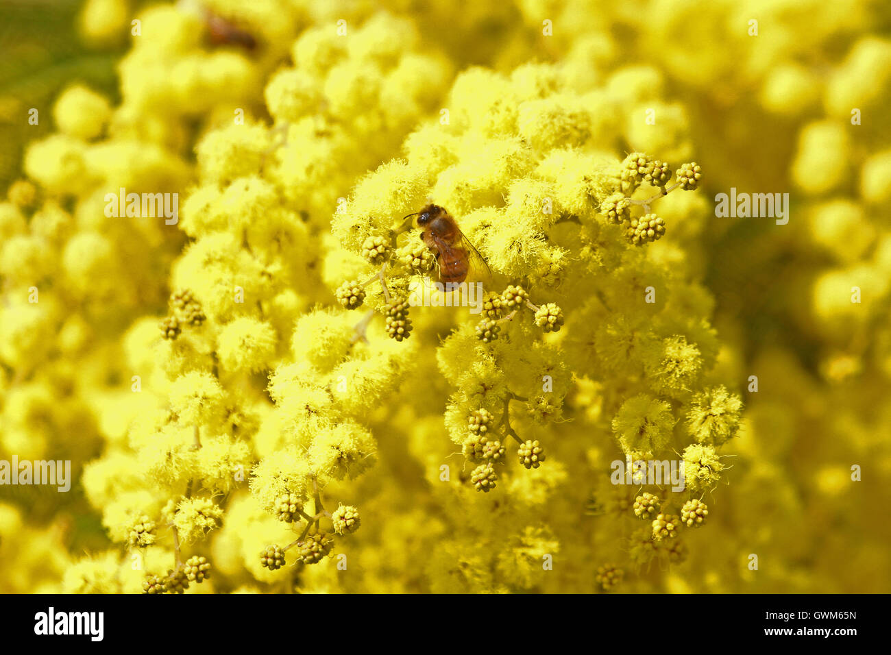L'abeille Apis mellifera la collecte du pollen sur mimosa Acacia dealbata plante sensitive ou blue wattle en Italie par Ruth Swan Banque D'Images
