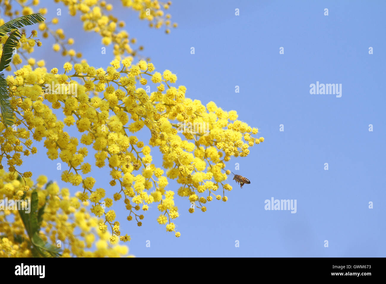 L'abeille Apis mellifera la collecte du pollen sur mimosa Acacia dealbata plante sensitive ou blue wattle en Italie par Ruth Swan Banque D'Images