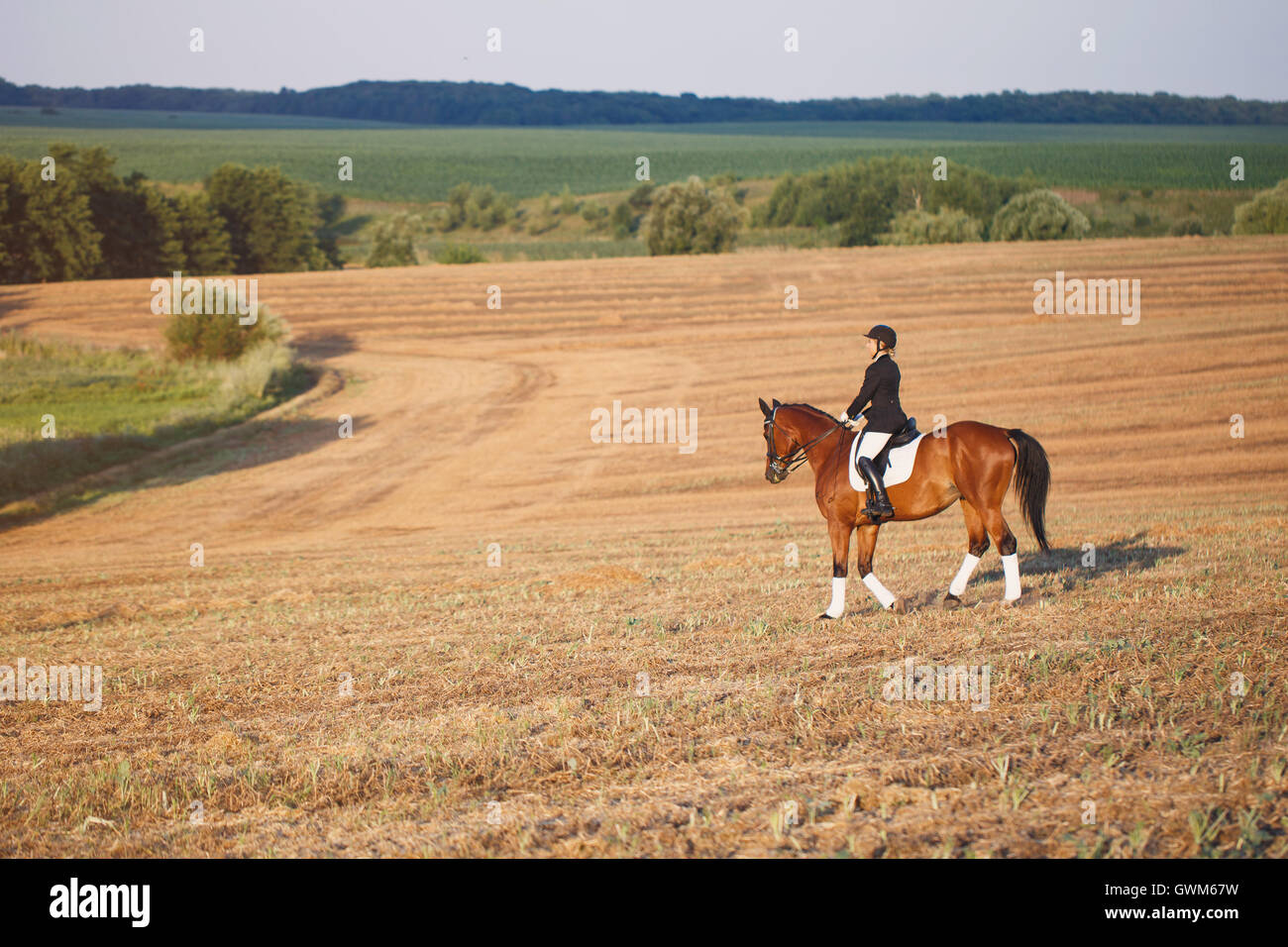 Woman riding a horse. Girl in the casque, bottes et jeans sur animal marron Banque D'Images
