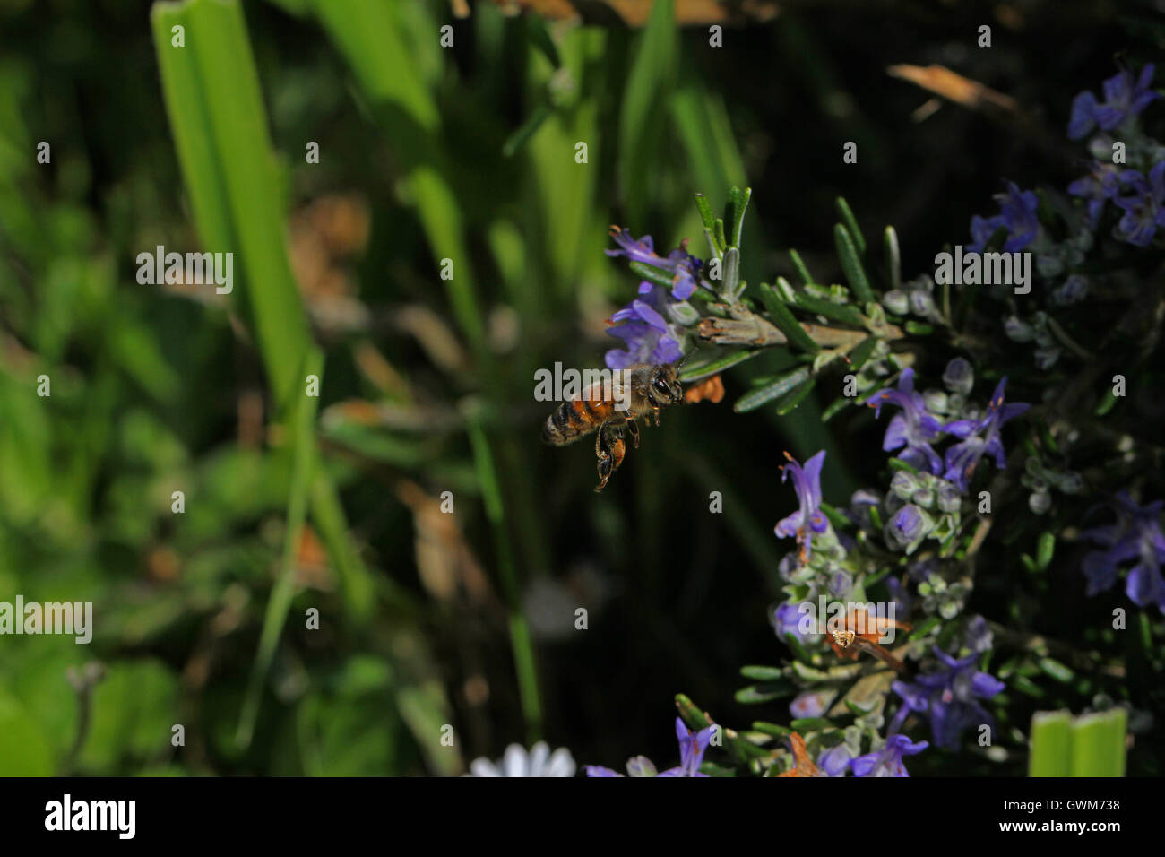 Vol de l'abeille Apis mellifera à fleur de romarin rosmarinus officinalis mi vol la collecte du pollen en Italie par Ruth Swan Banque D'Images