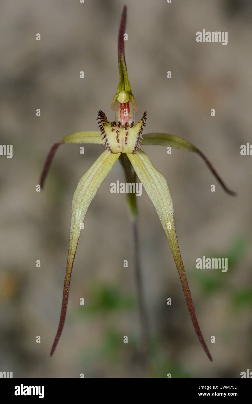 Wine-lipped orchidée araignée. Banque D'Images