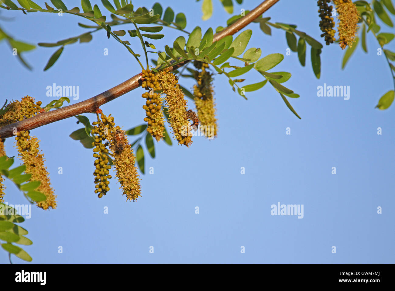 Nom latin de l'abeille Apis mellifera la collecte du pollen sur un acacia au printemps en Italie par Ruth Swan Banque D'Images