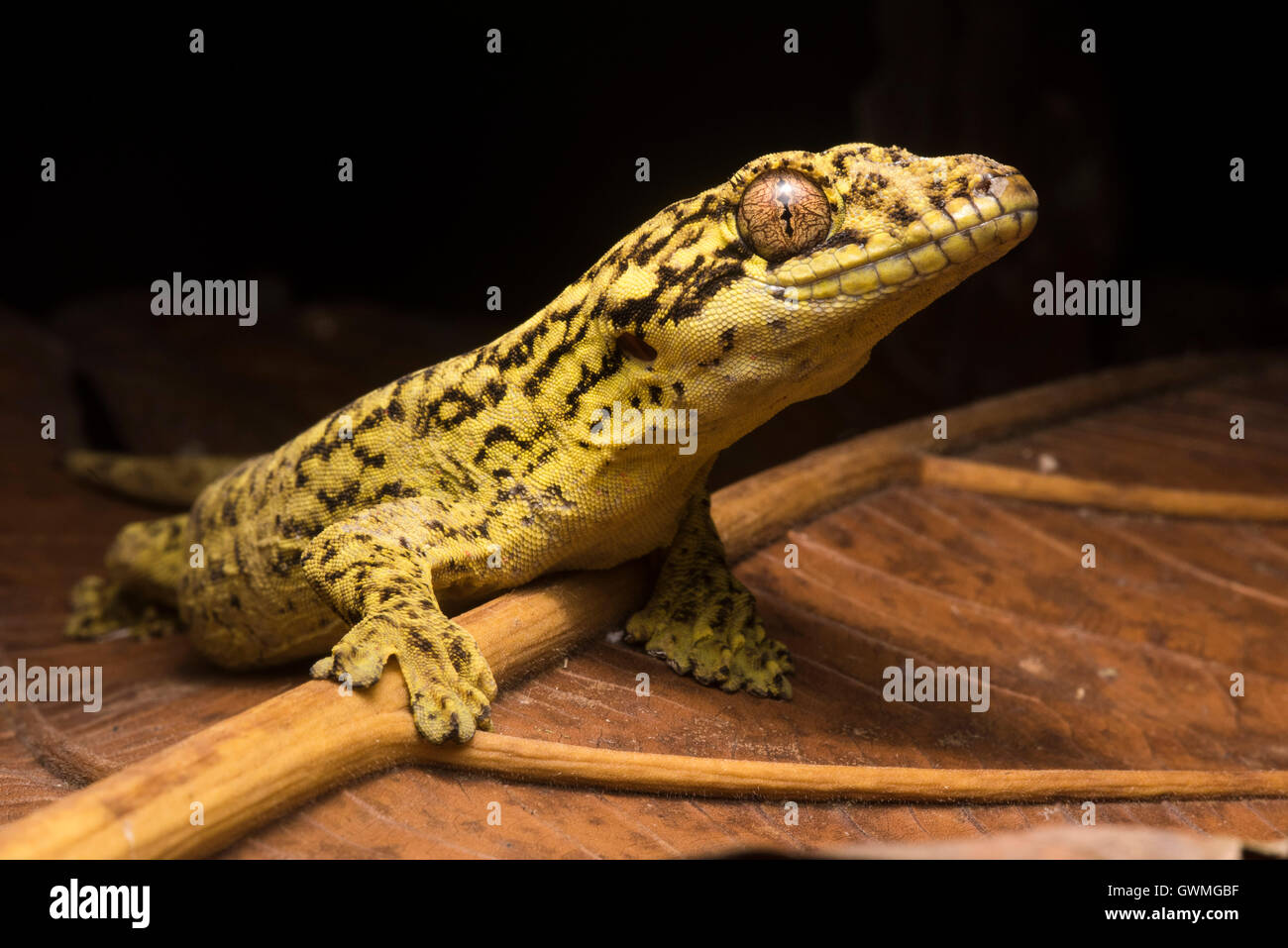 Gecko à queue un navet du Pérou, ces gros lézards passent la plupart de leur temps dans les arbres. Banque D'Images