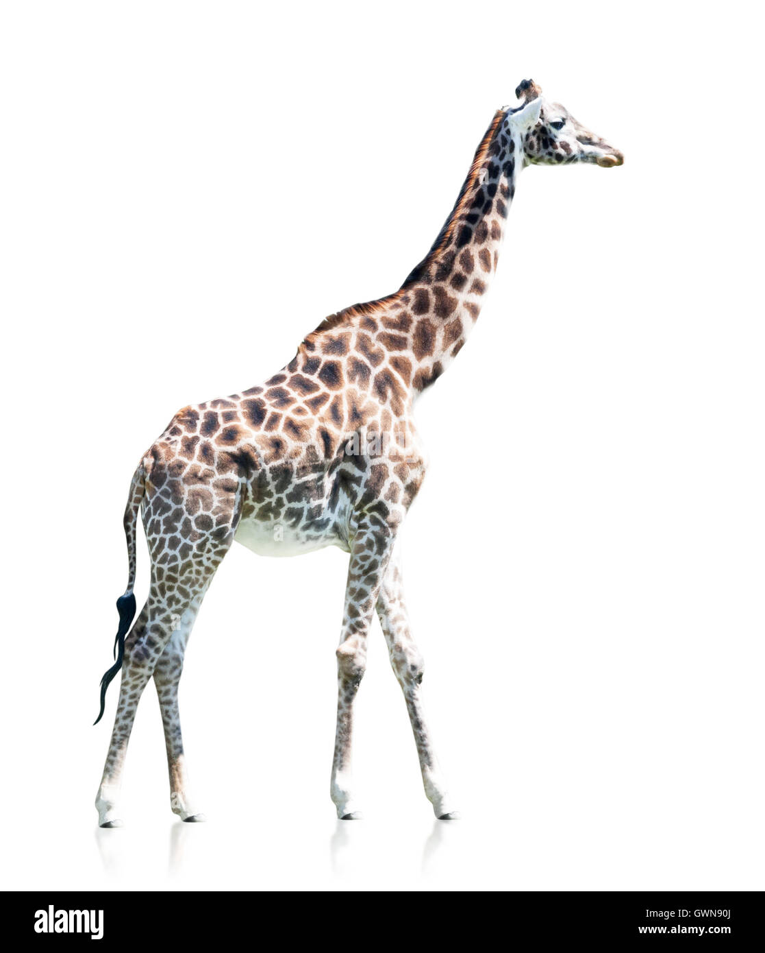 Vue de profil d'une girafe isolé sur fond blanc Banque D'Images