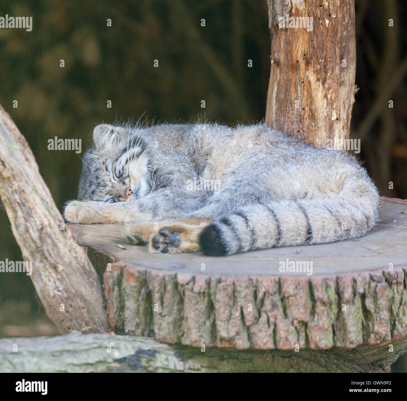 Manul dort sur un tronçon Banque D'Images