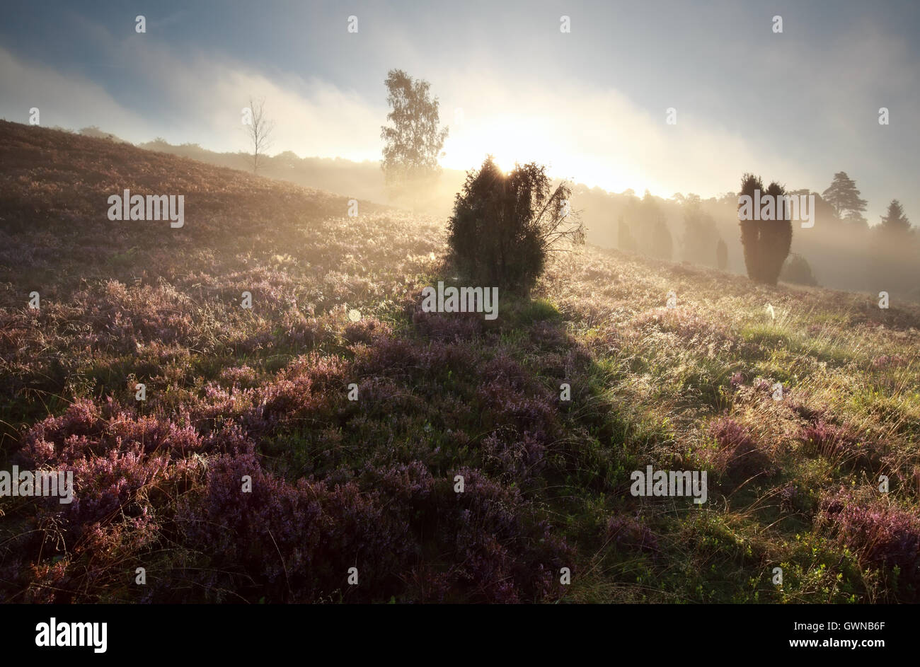 Juniper tree ombre sur la lande au lever du soleil, Totengrund, Allemagne Banque D'Images