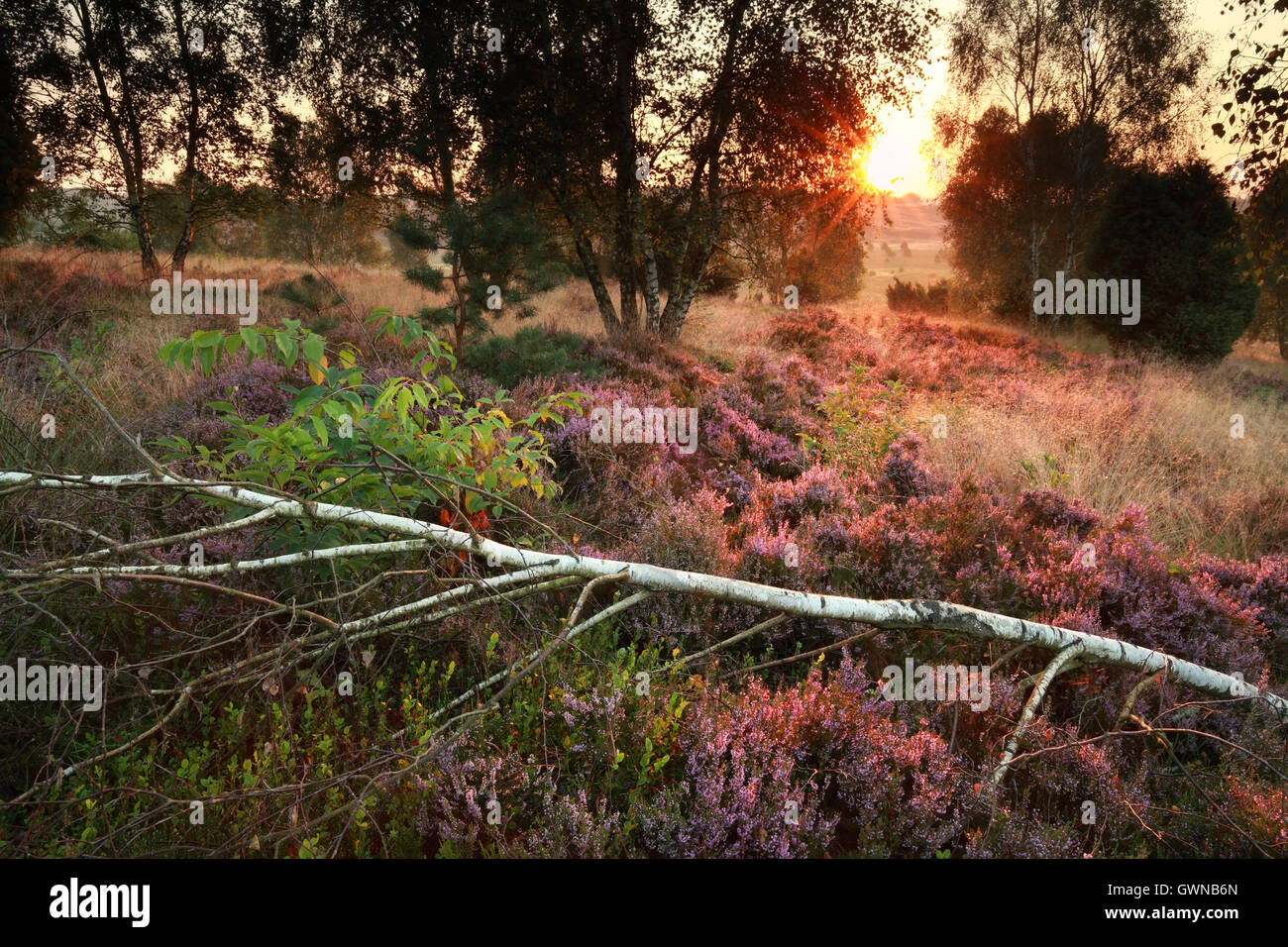 La lumière du soleil du matin sur la floraison heather en forêt de bouleaux Banque D'Images
