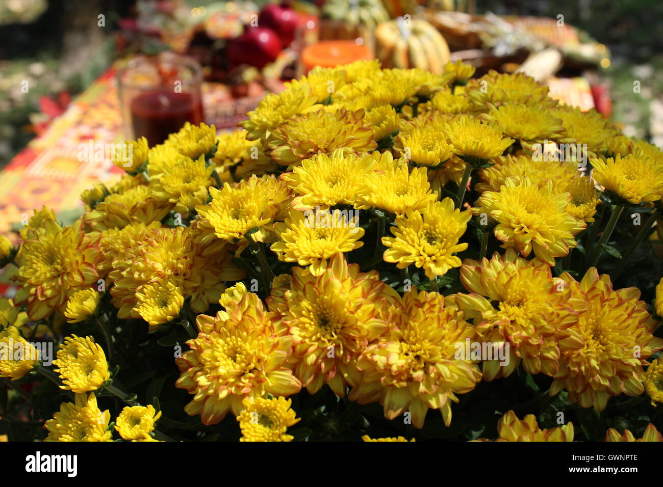 Fleurs dans le soleil Banque D'Images