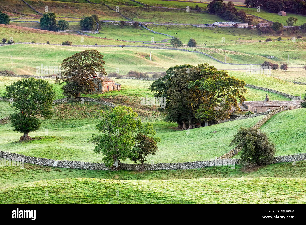 Tôt le matin près de Hawes, Wensleydale, Yorkshire Dales National Park, Yorkshire, Angleterre, Royaume-Uni Banque D'Images