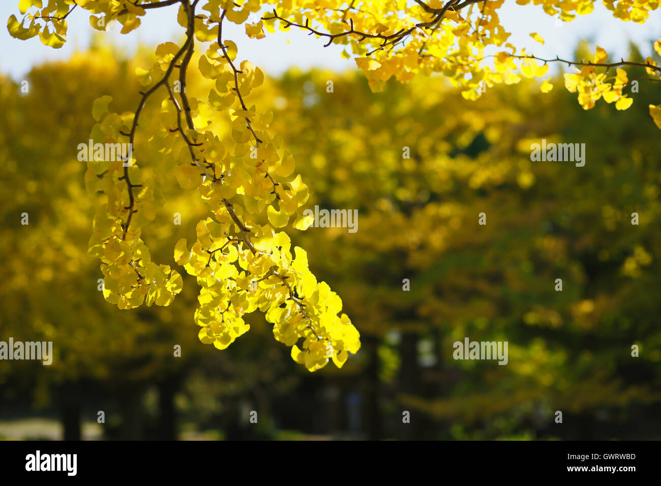 Feuilles de ginkgo jaune Banque D'Images