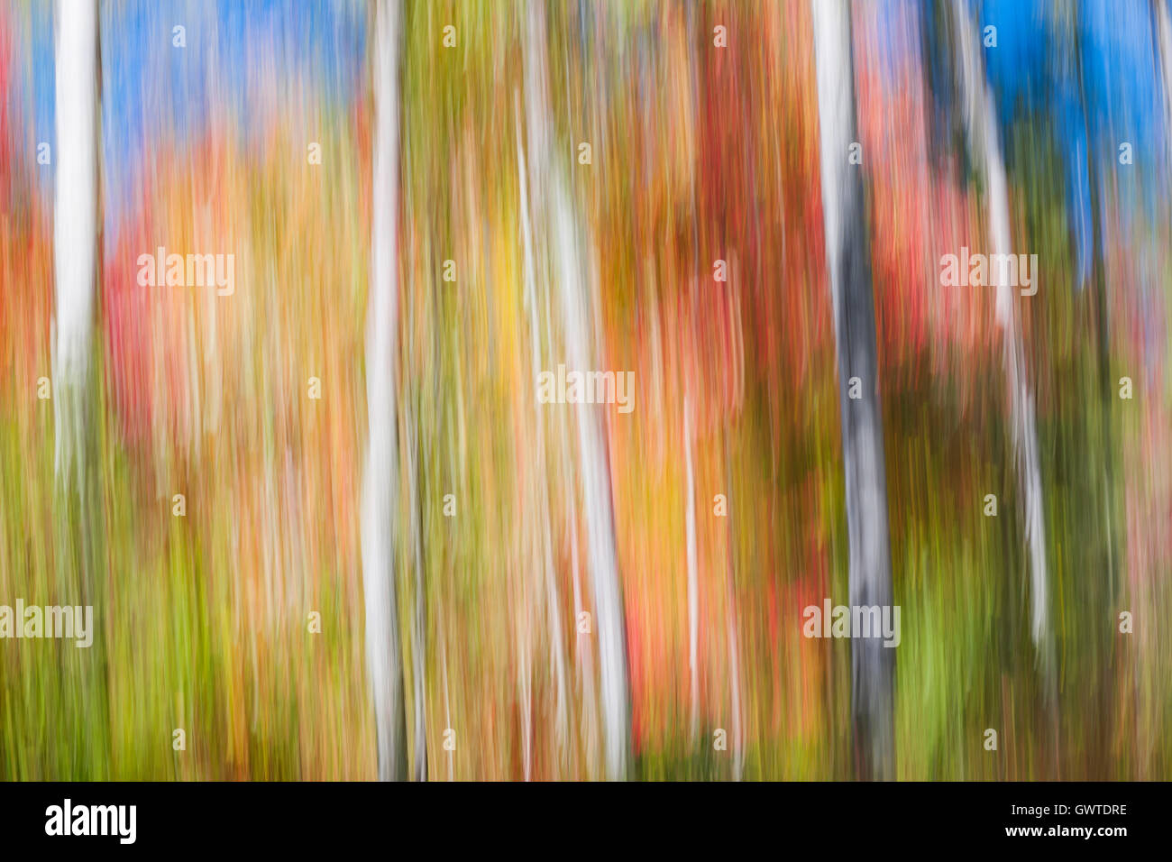 Paysage abstrait coloré d'automne ensoleillée de forêt avec des arbres de bouleau blanc et rouge vif et orange feuillage d'automne. Produire de l'image Banque D'Images