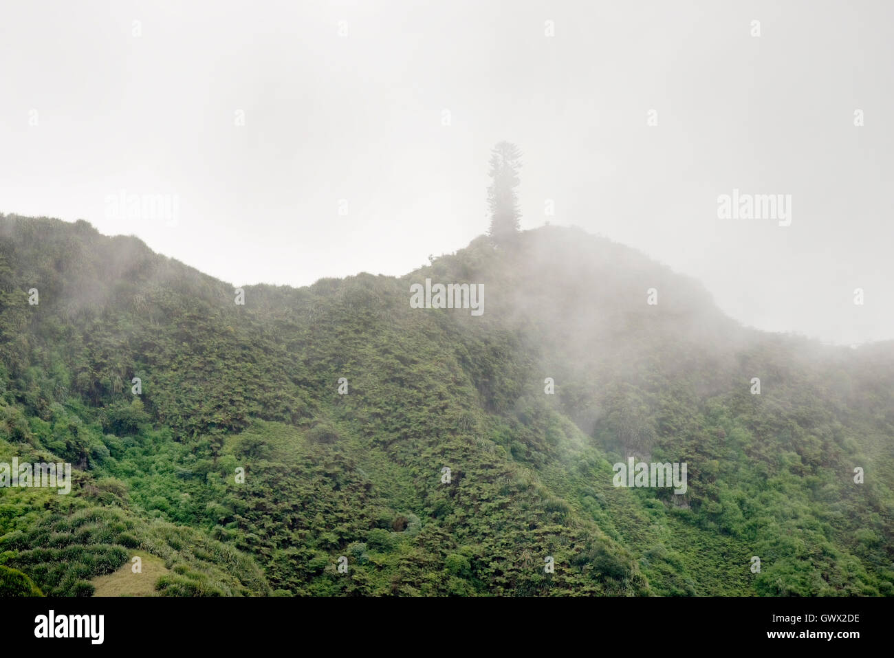 Diana's Peak National Park St Helena Island océan Atlantique sud. Le lin couvrant les flancs de fougères arborescentes peuplent le haut Banque D'Images