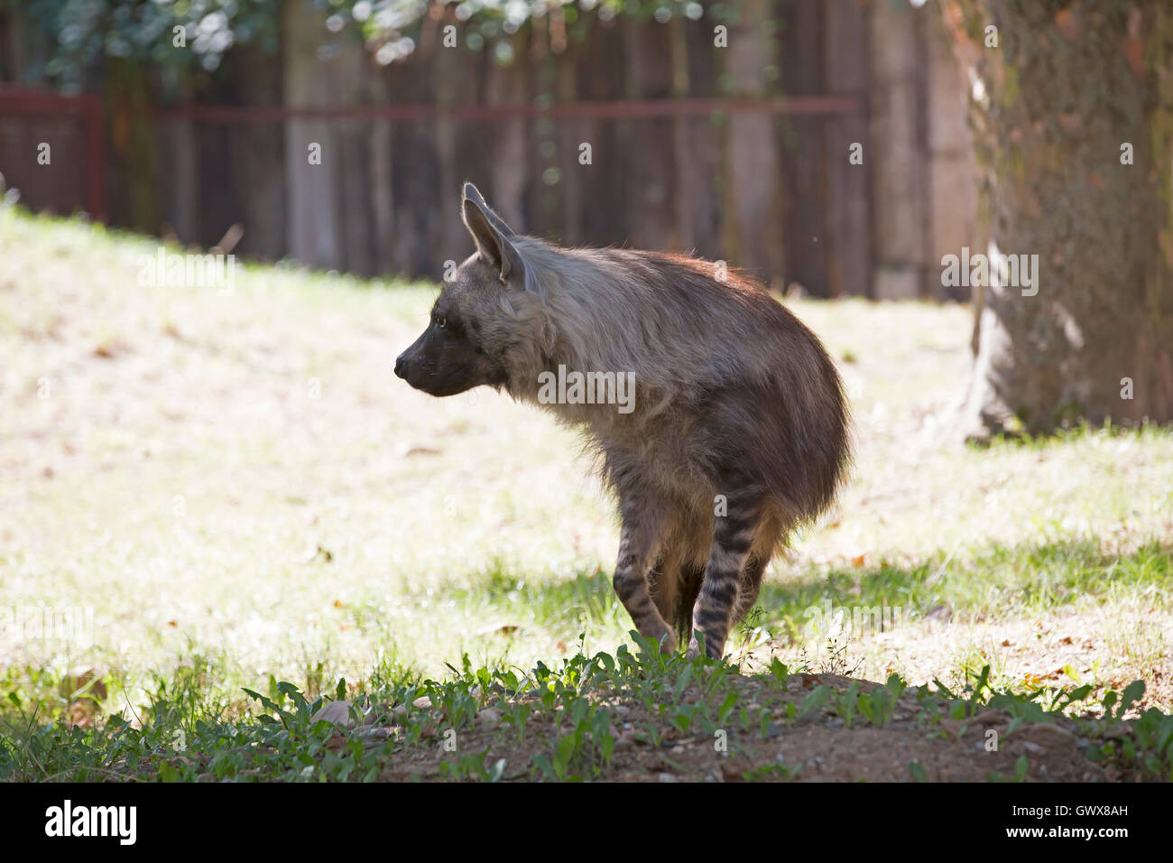 Hyène dans Zoo de Prague qui