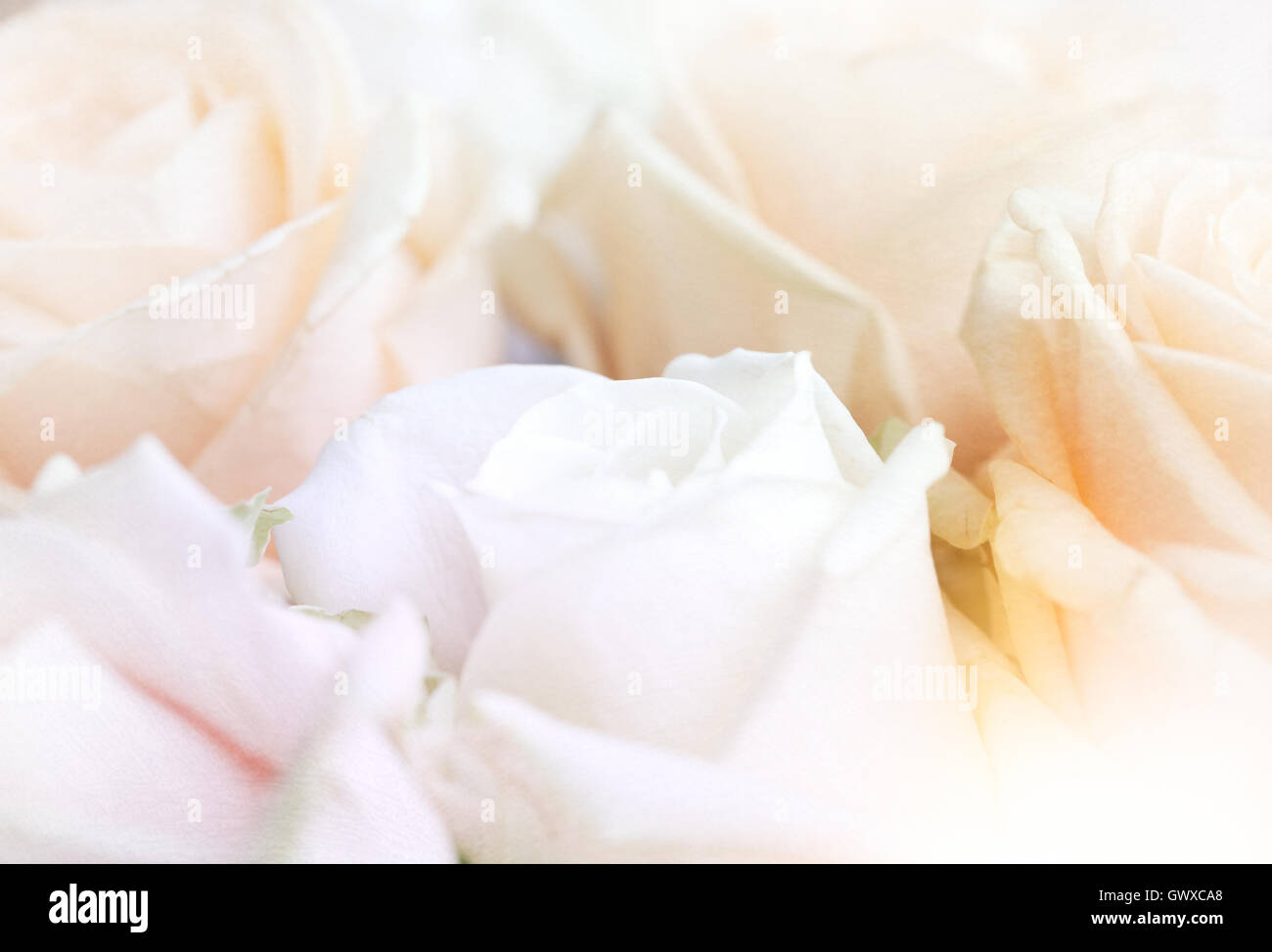 Macro close up rose rose girly romantique amour Banque D'Images