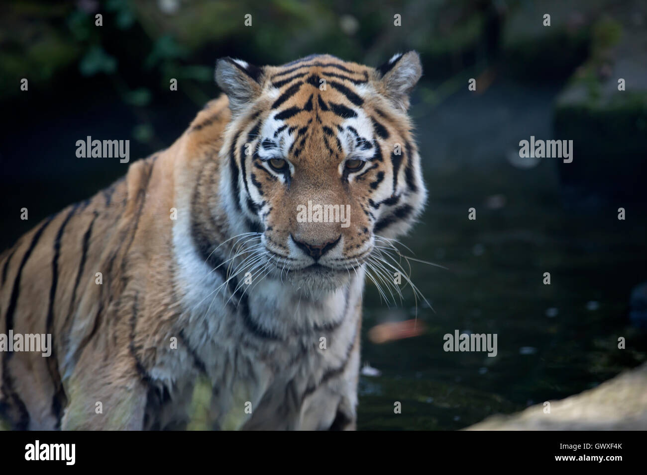 Tigre de Sumatra dans Zoo de Prague qui est le quatrième plus grand zoo
