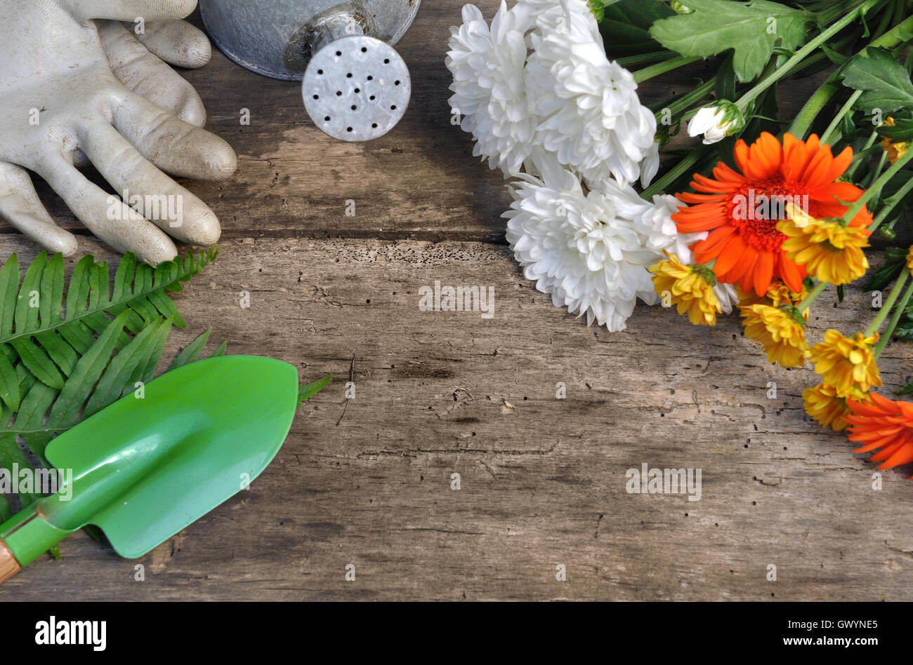 De jolies fleurs avec accessoires de jardinage sur fond de bois Banque D'Images