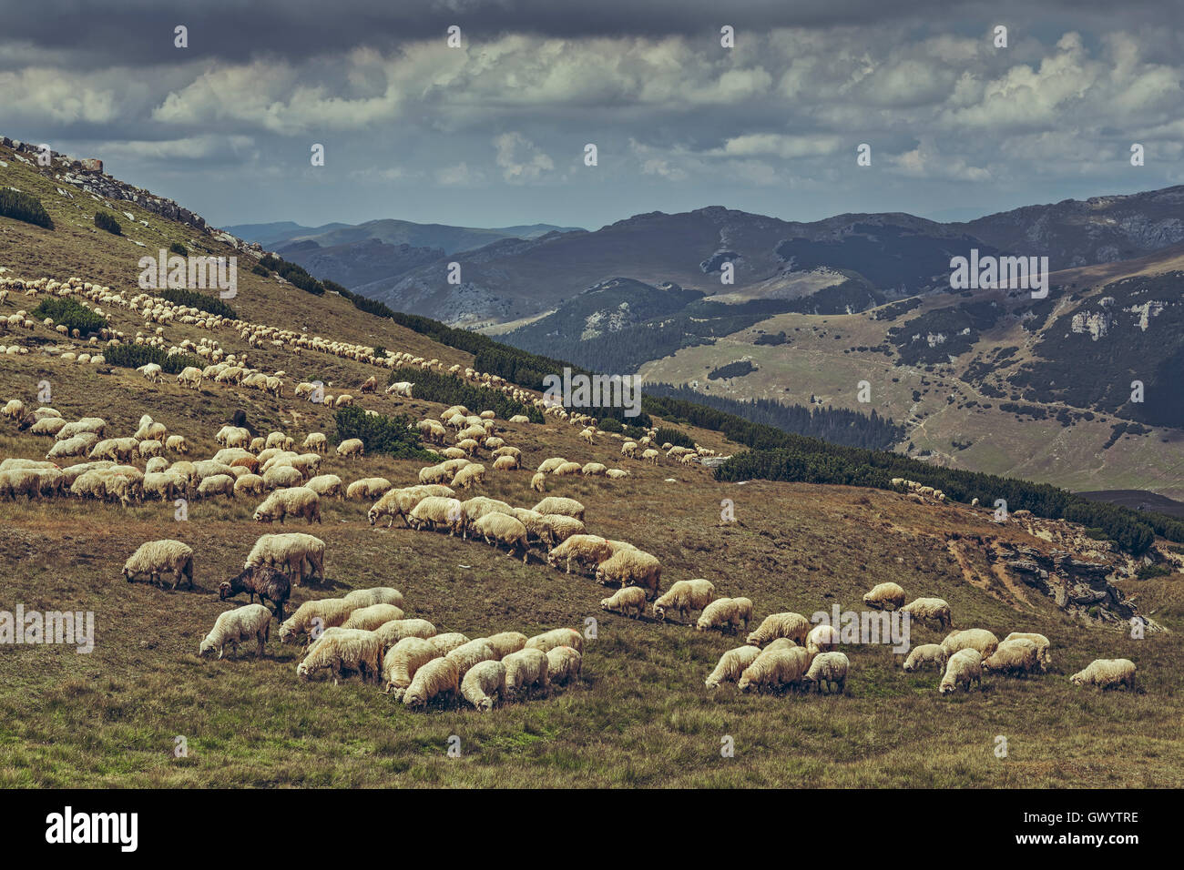Troupeau de Moutons broutant dans un pâturage d'altitude dans les montagnes de Bucegi en Roumanie. Banque D'Images
