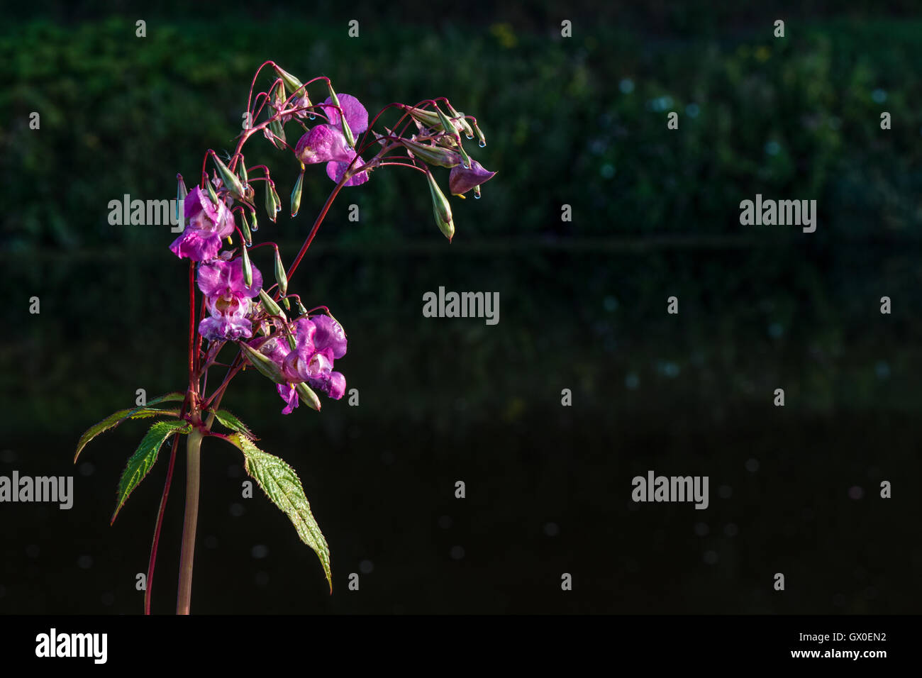 - Baume de l'himalaya Impatiens glandulifera trouvés le long des rives de l'usure à l'intérieur de la ville de Durham, England, UK. Banque D'Images