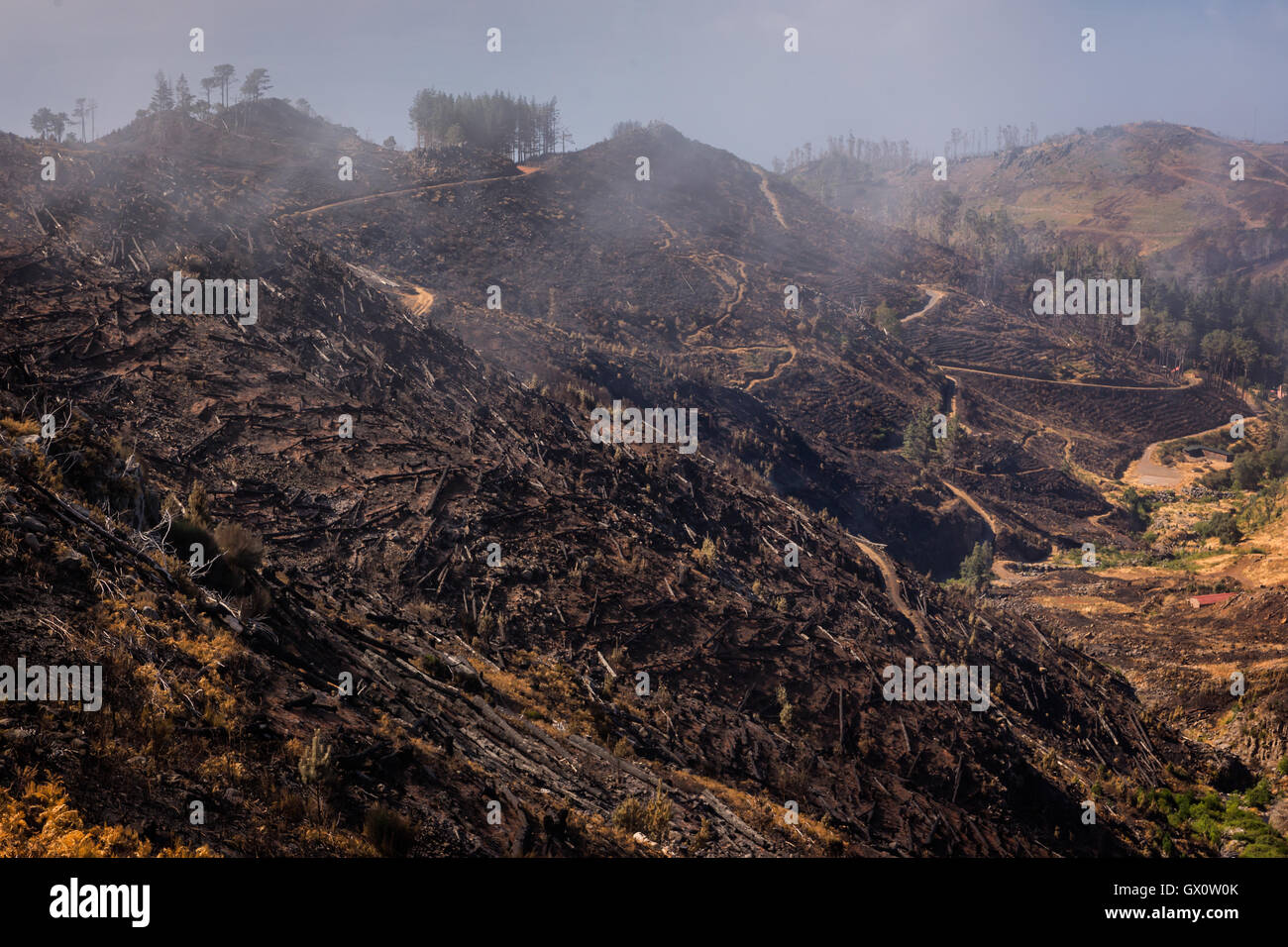 Montagnes de Madère après incendie dévastateur à l'été 2016. Beaucoup de forêts sont le patrimoine de l'UNESCO ont été détruits dans cette catastrophe Banque D'Images