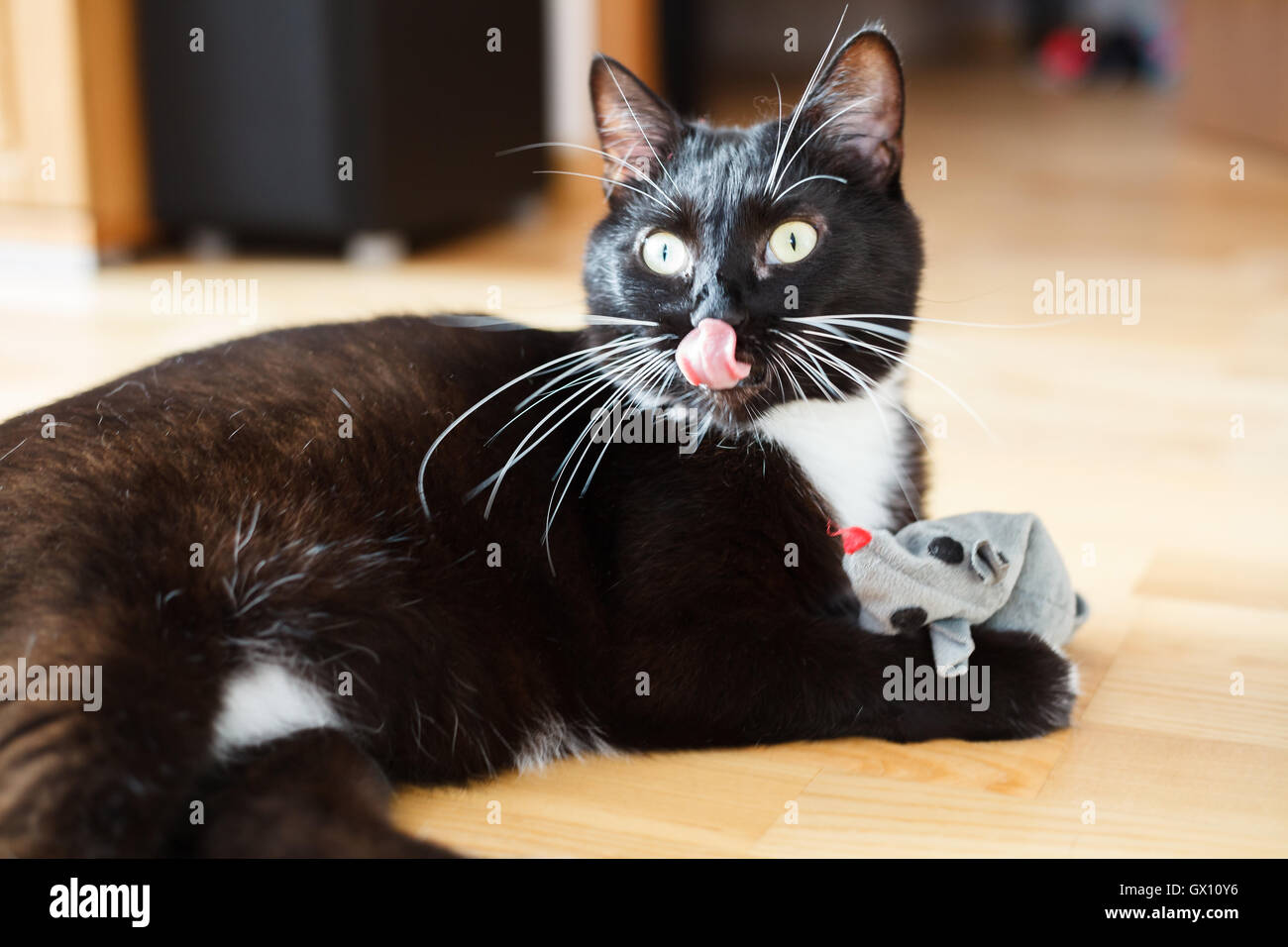 Chat jouant avec la souris-Toy Banque D'Images