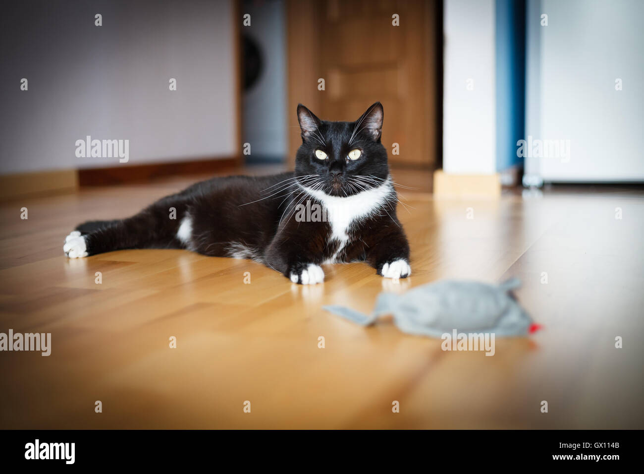 Chat jouant avec la souris-Toy Banque D'Images
