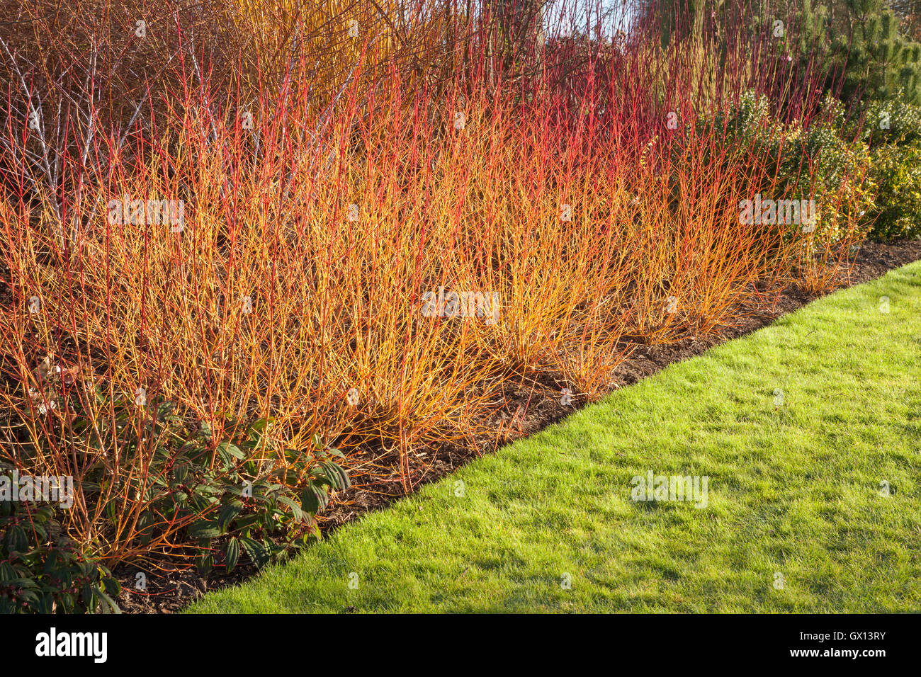 Jardin d'hiver. Jardins de Brightwater, Saxby, Lincolnshire, Royaume-Uni. L'hiver, février 2016. Banque D'Images