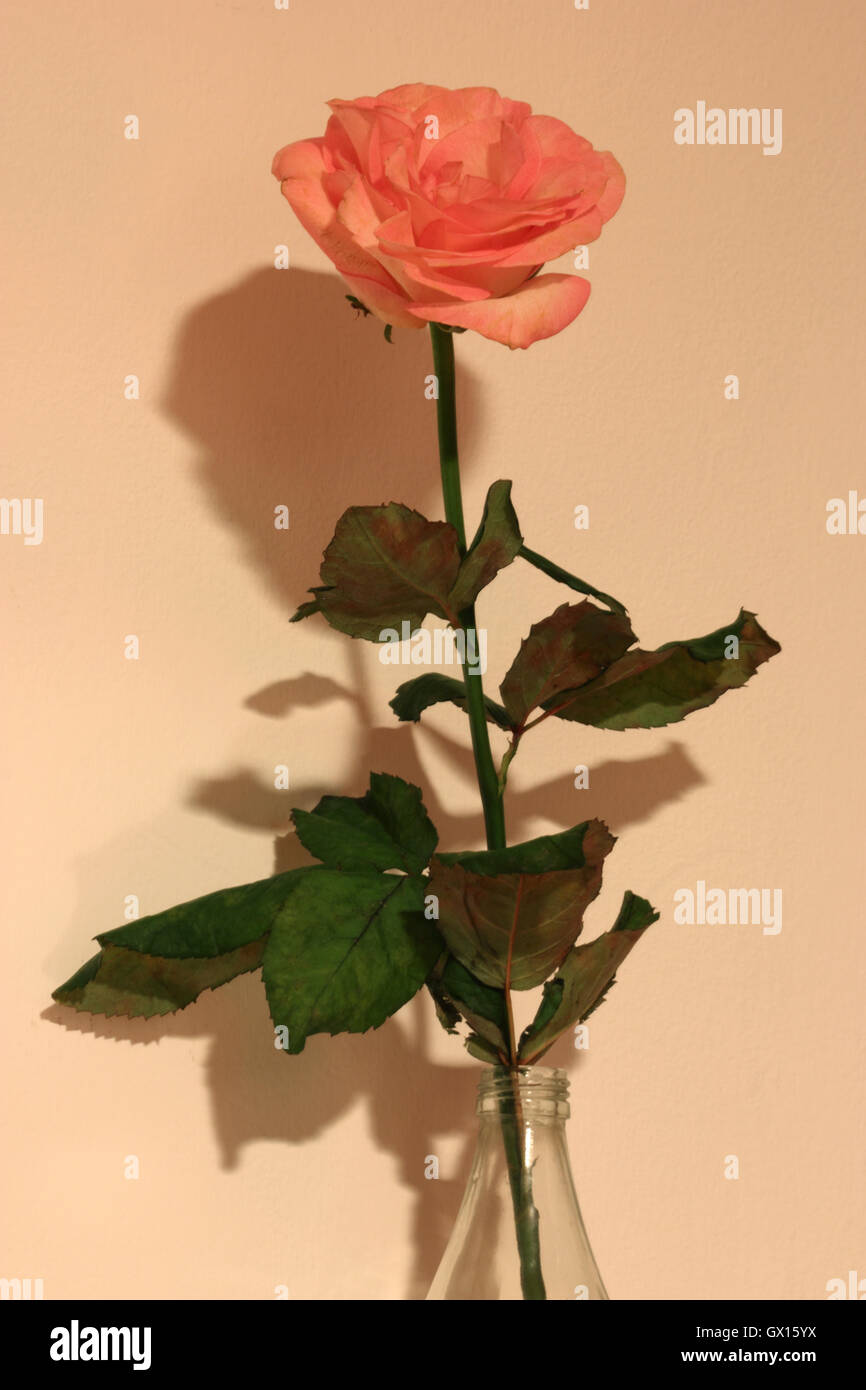 Une belle rose rose dans le flacon en verre Banque D'Images
