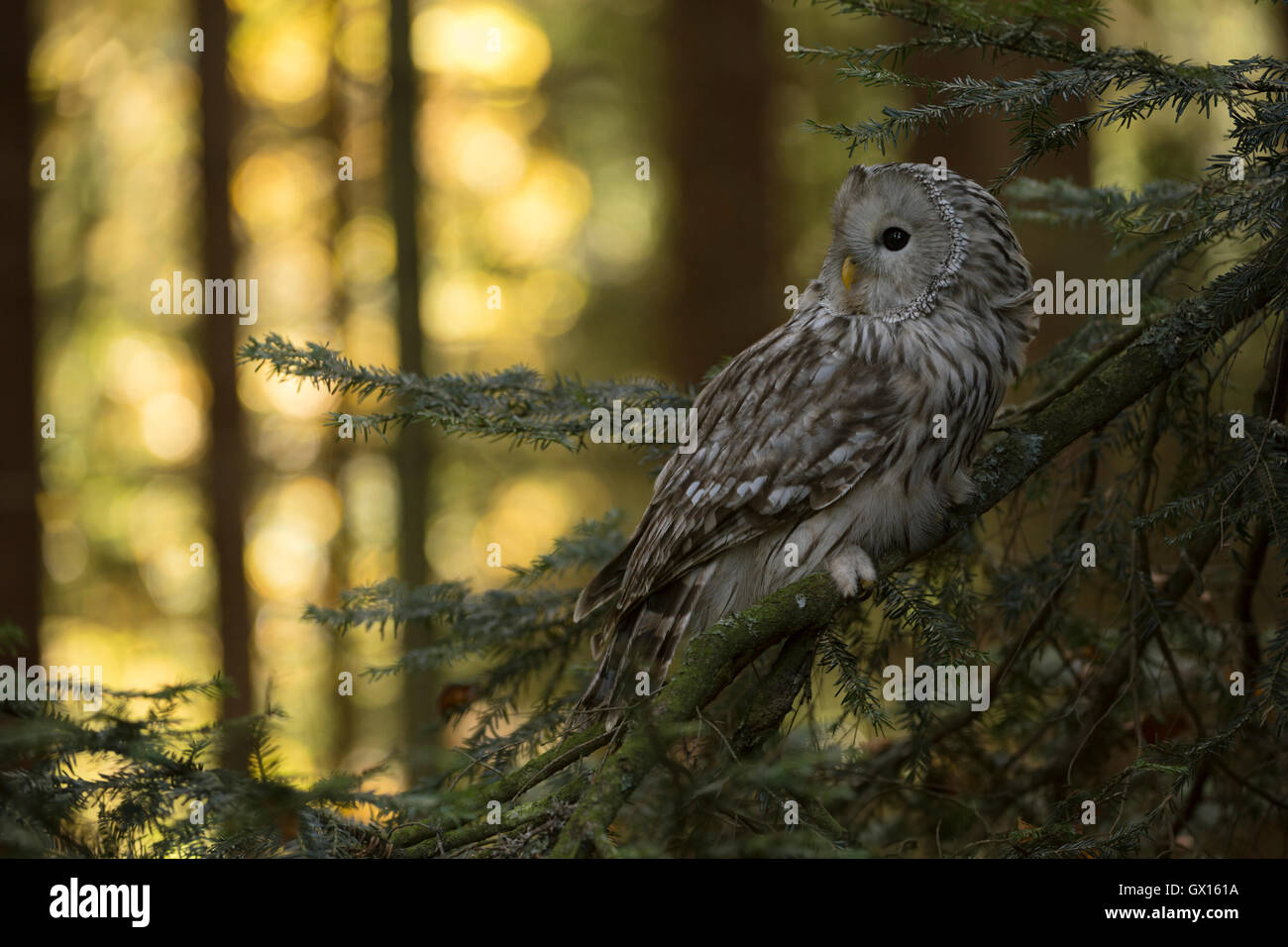 Chouette de l'Oural / Habichtskauz ( Strix uralensis ) perché dans un conifère, le soleil brille sur les bois de couleur d'automne en arrière-plan. Banque D'Images