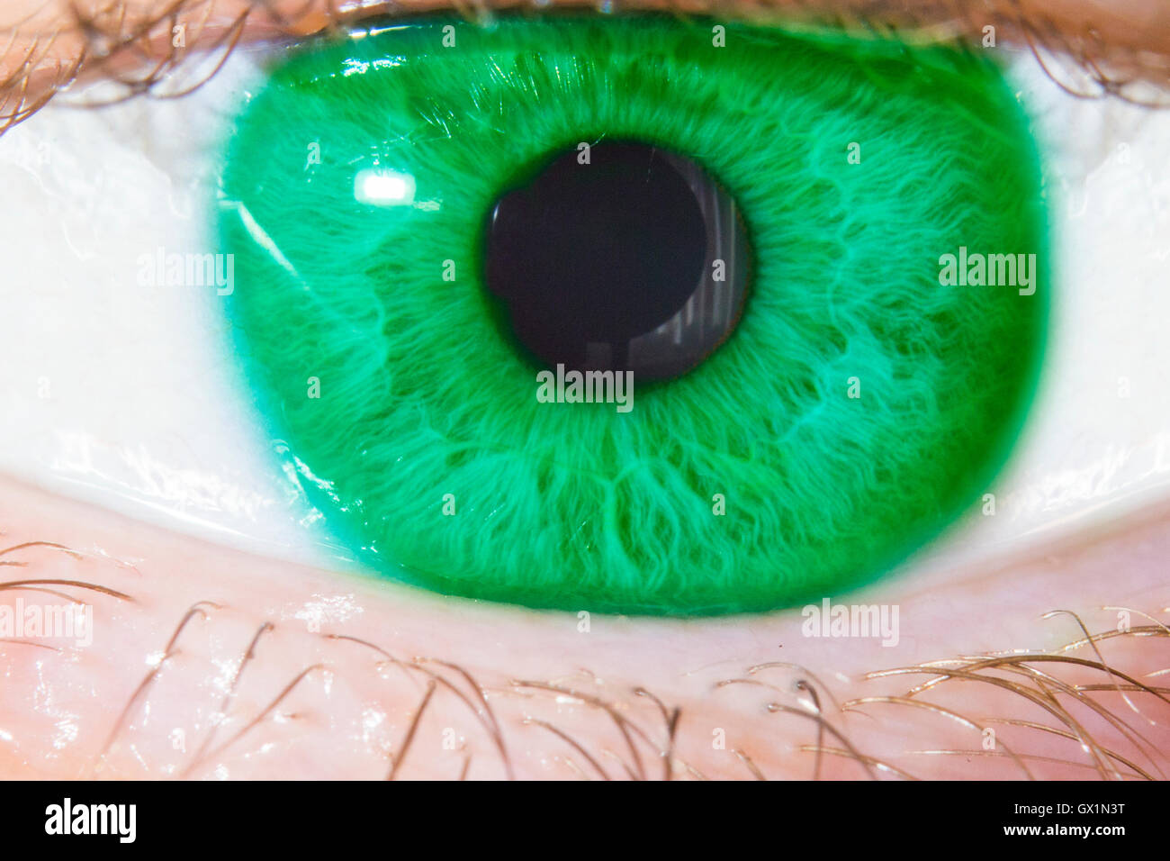 Macro photographie des droits de l'oeil vert Banque D'Images