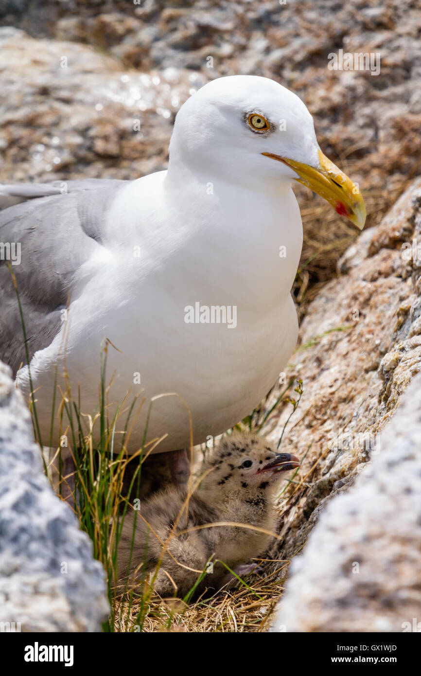 Goéland commun et Chick (Larus argentatus) l'imbrication entre les roches de Star Island, dans les îles de Shoals, New Hampshire Banque D'Images