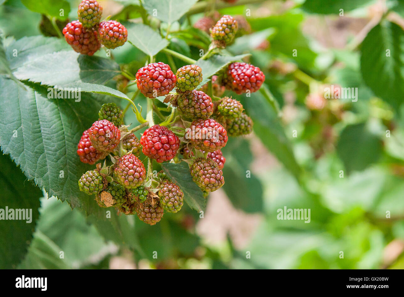 Le rouge et le noir des mûres sauvages buissons et branches sur fond vert dans le jardin pendant une journée ensoleillée. Banque D'Images