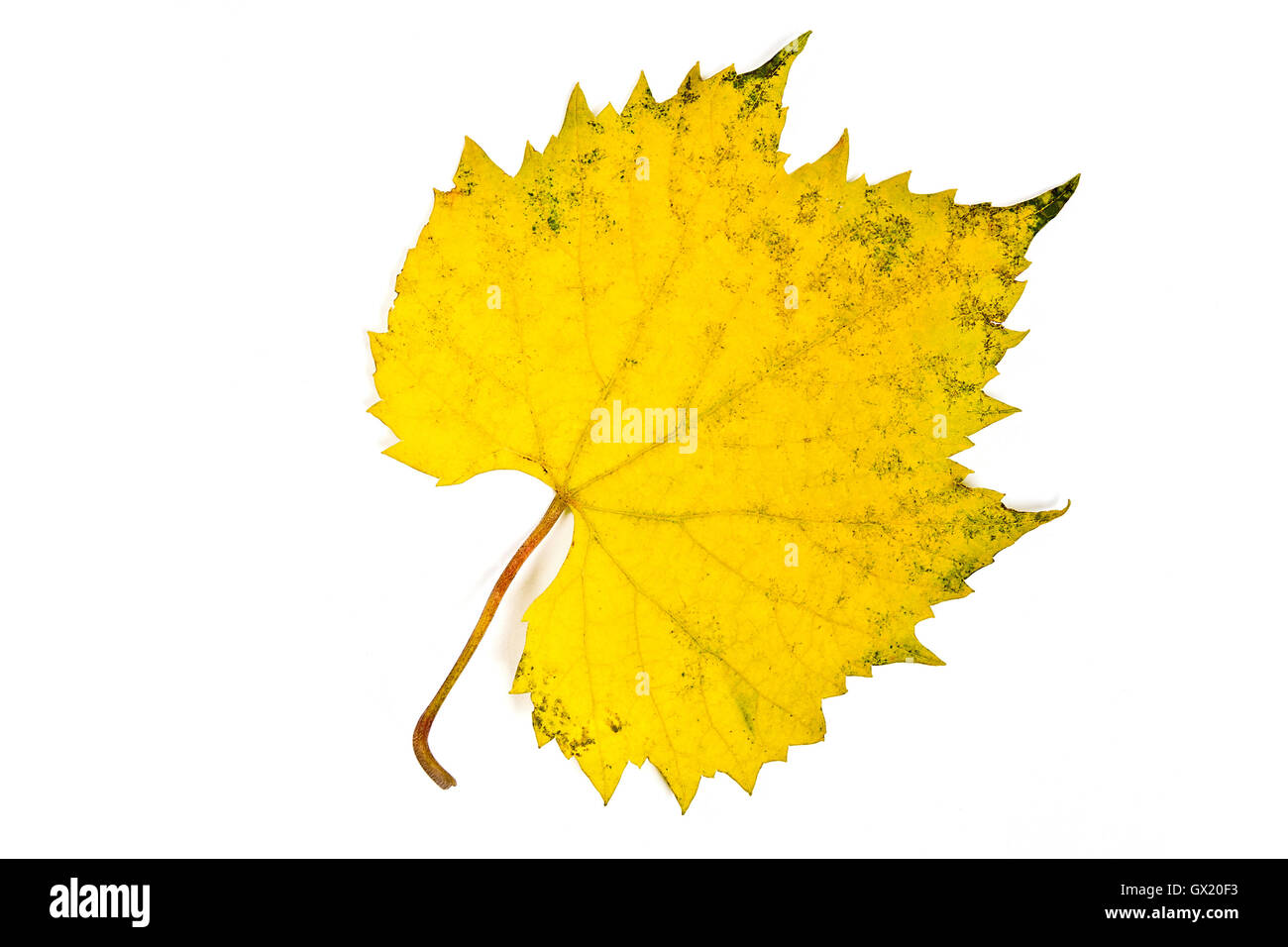Deux raisins d'automne leaf isolé sur fond blanc. With clipping path. Les raisins d'automne par couleur des feuilles de couleur jaune et vert. Banque D'Images Deux raisins d'automne leaf isolé sur fond blanc. With clipping path. Les raisins d'automne par couleur des feuilles de couleur jaune et vert. Banque D'Images