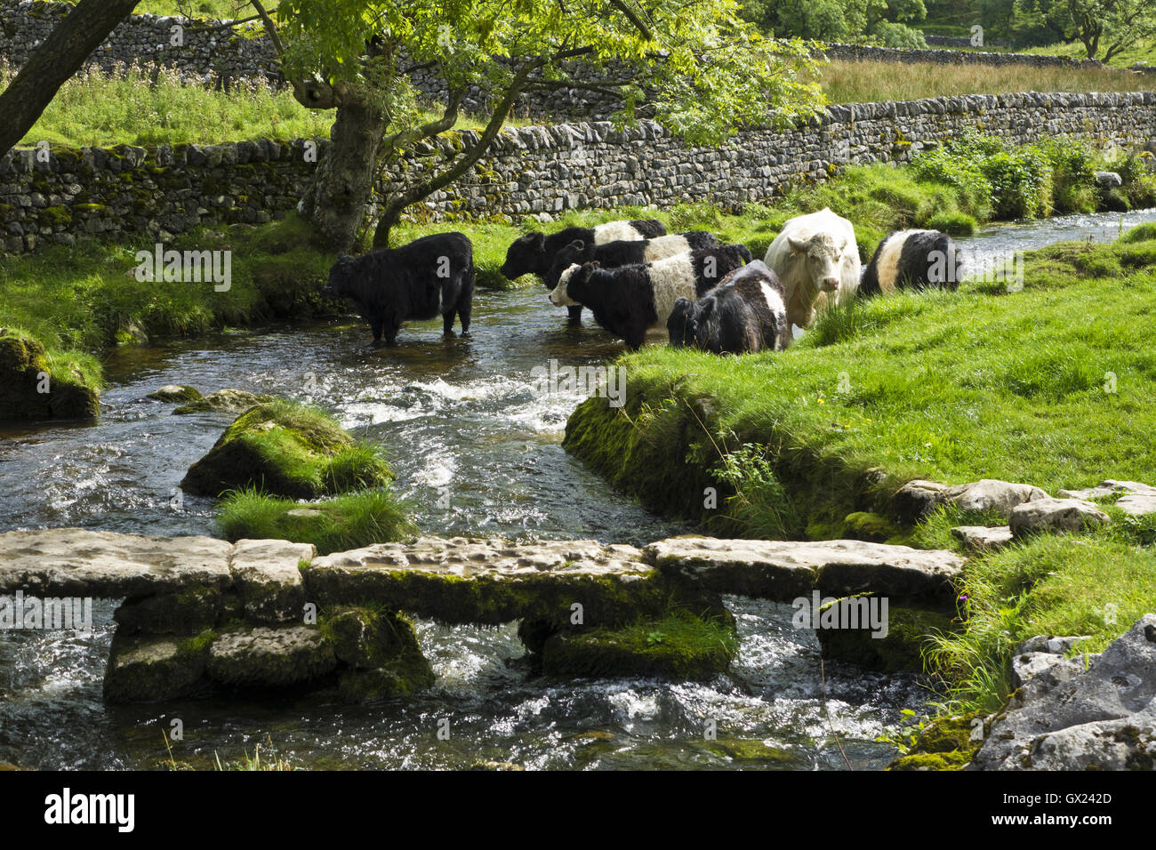 Bovins vache en stream Malham Beck Banque D'Images