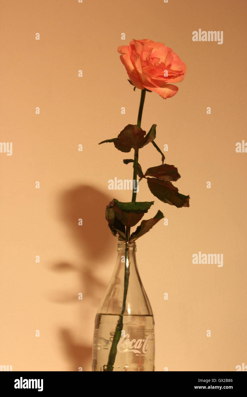 Une belle rose rose en bouteille de verre, la nature morte, still life photography Banque D'Images