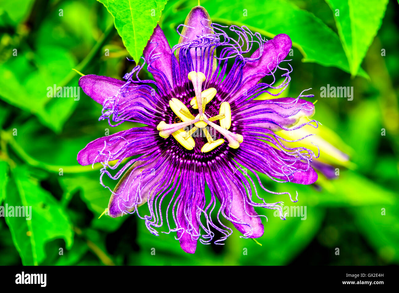 Fleur de la passion, le nord-ouest de la Floride, USA Banque D'Images