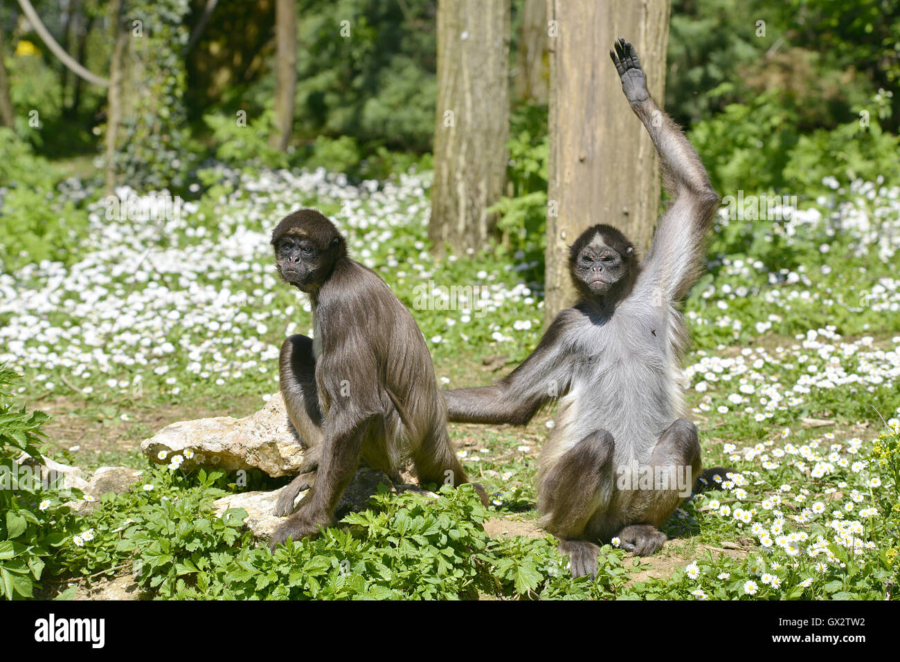 Deux singes araignées panachée (Ateles hybridus marimonda) assis sur l'herbe avec des fleurs Daisy Banque D'Images