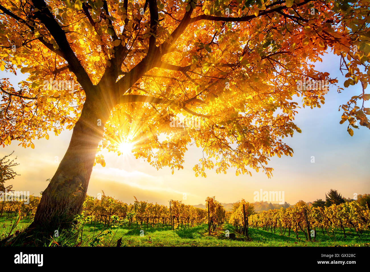 Arbre d'or sur un vignoble avec ciel bleu et le soleil d'automne à travers ses feuilles chaleureusement Banque D'Images