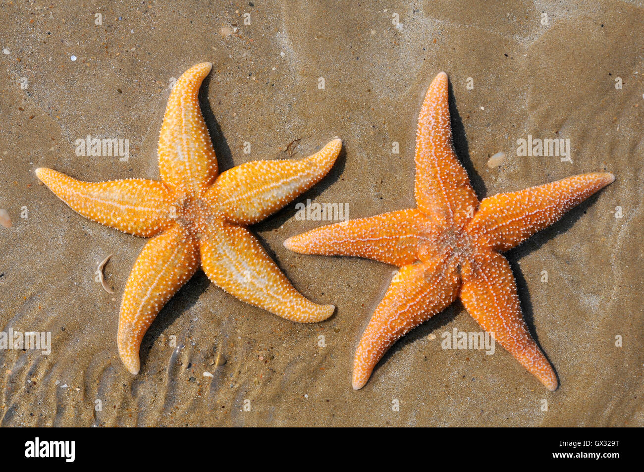 Deux étoiles de mer (Asterias rubens) sur le sable d'une plage à marée basse Banque D'Images