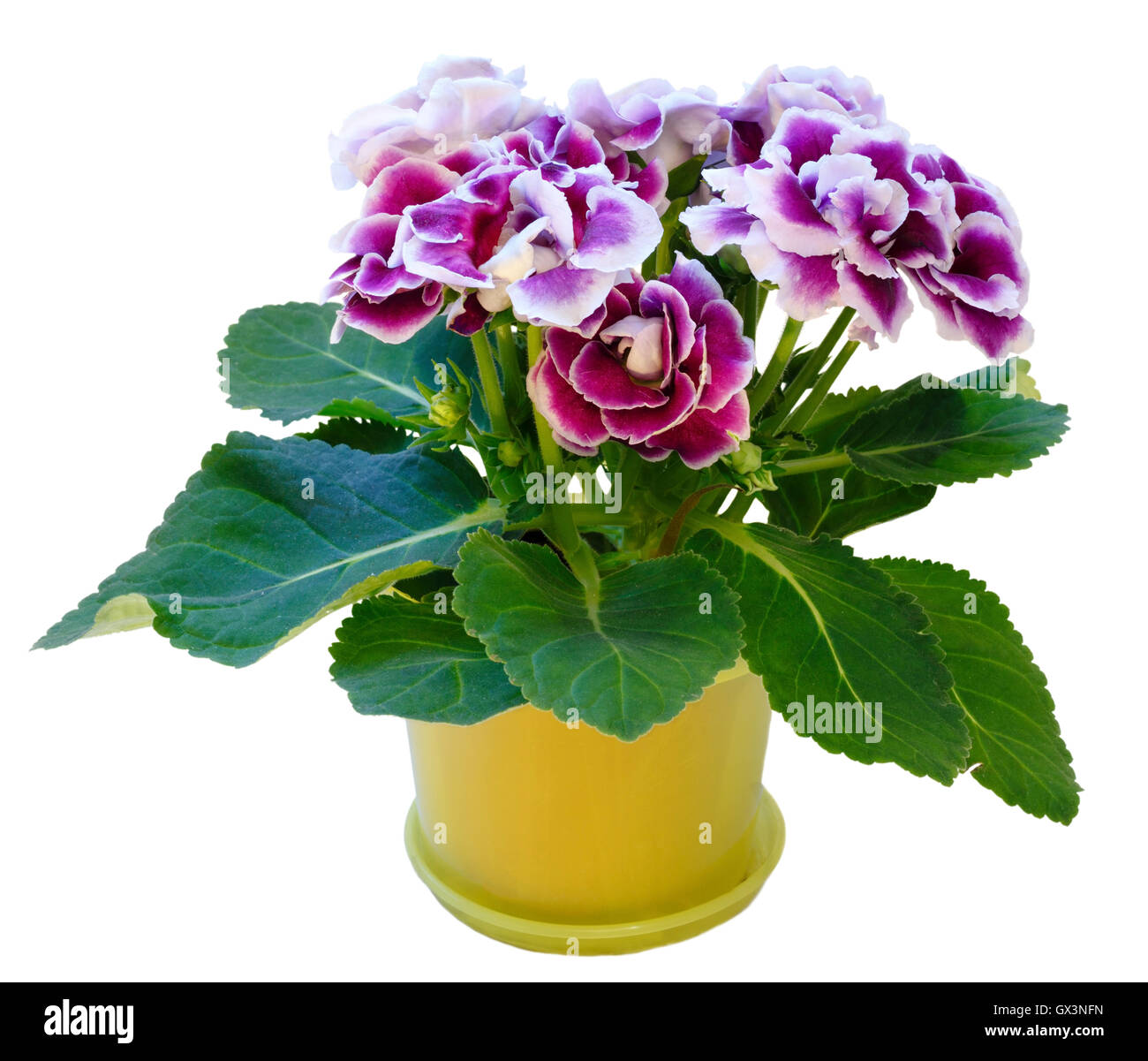 Gloxinia plante avec des fleurs violet-blanc en cache-pot isolated on white Banque D'Images