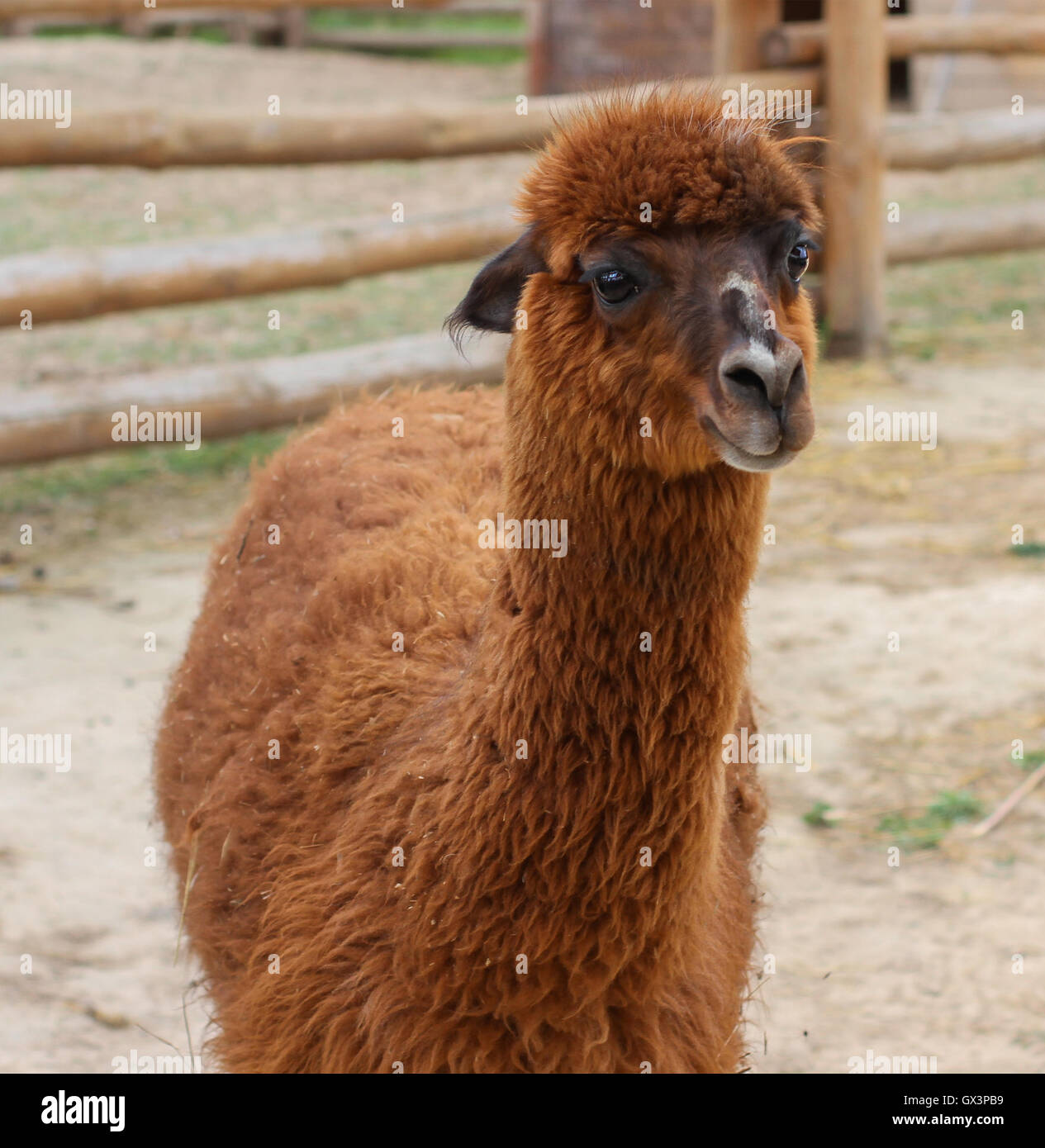 Brown Lama sur une cour Banque D'Images