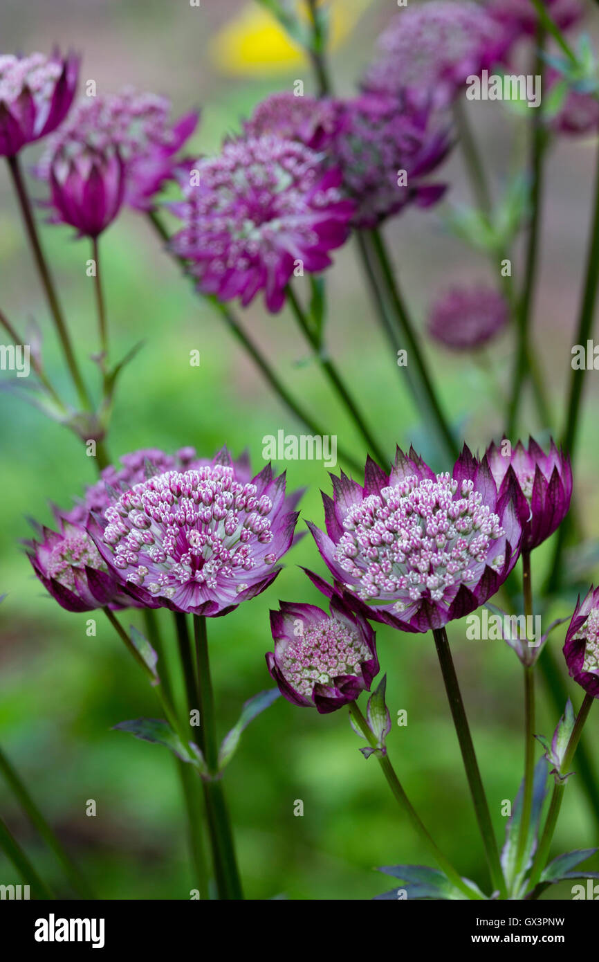 Plante Vivace Astrantia Roma - Fleurs Roses Pour Jardin Extérieur - En Pot De 9 Cm