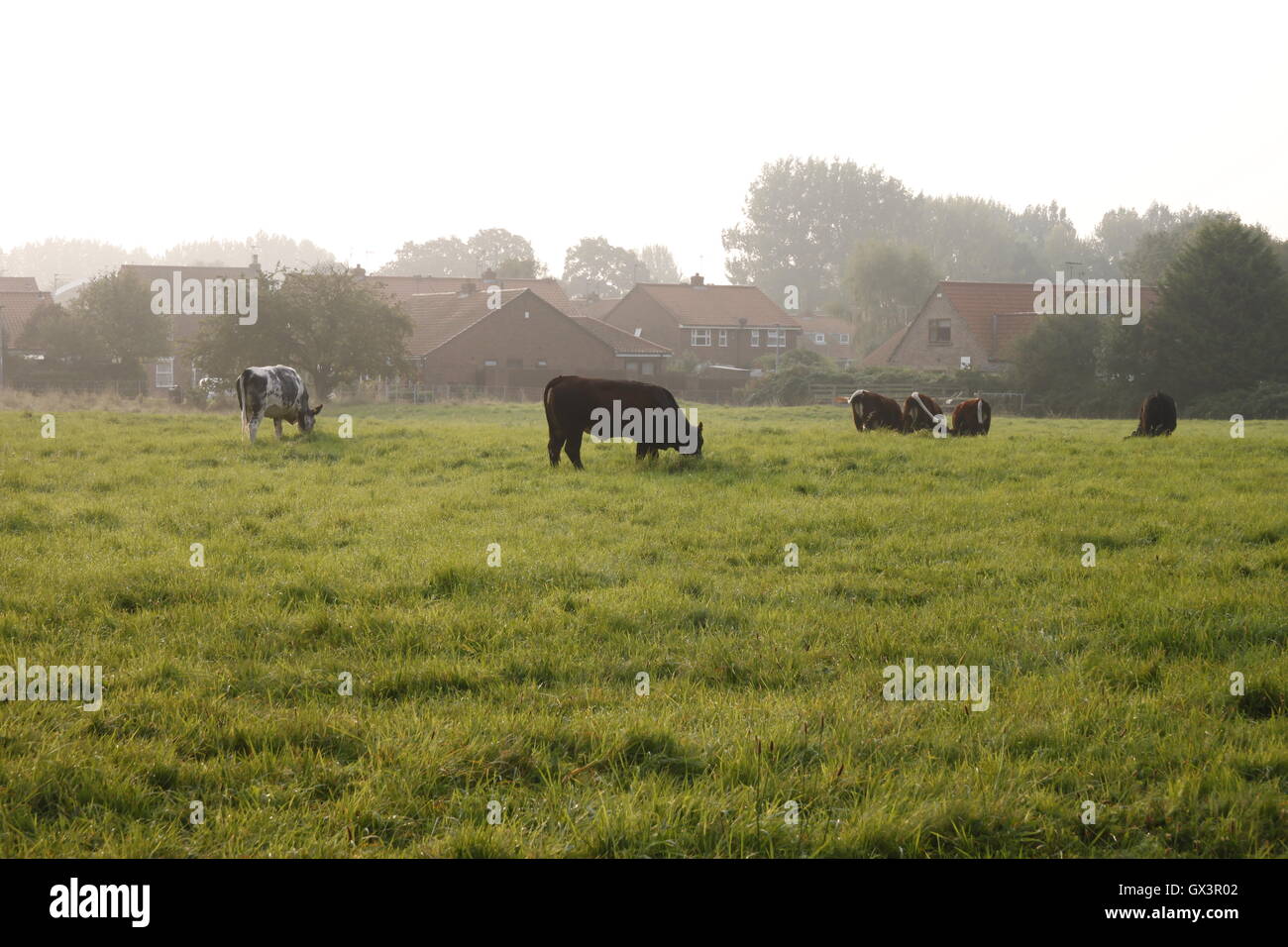 Vaches qui paissent sur les pâturages vert brume matinale Beverley, Yorkshire Banque D'Images