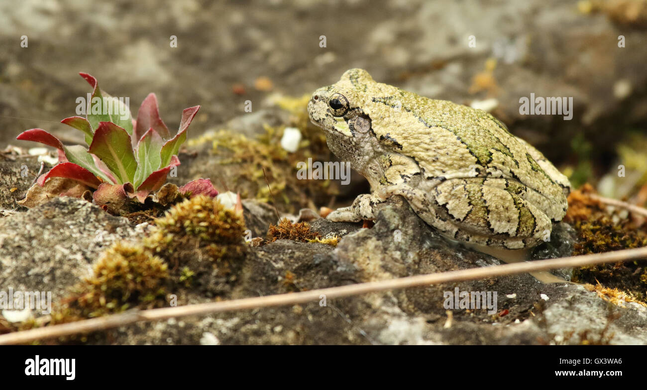 Une rainette versicolore se reposant dans la forêt. Banque D'Images