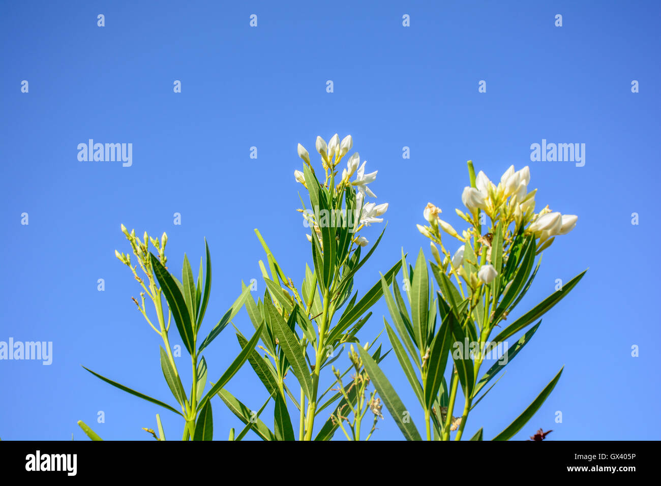 Nerium oleander rose dans le ciel bleu Banque D'Images